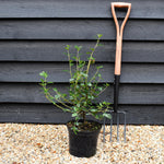 Ceanothus Autumnal Blue | Californian lilac ‘Autumnal Blue' - Height 50-60cm, 5lt