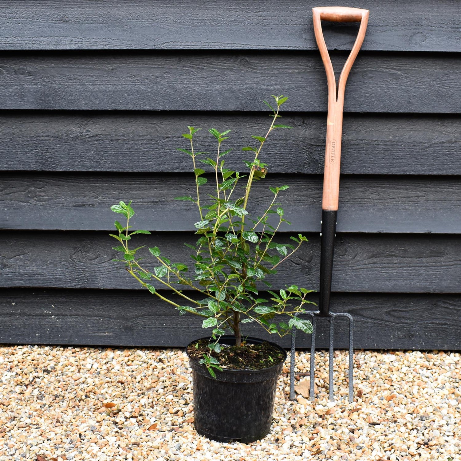 Ceanothus Autumnal Blue | Californian lilac ‘Autumnal Blue' - Height 50-60cm, 5lt