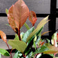 Photinia Little Red Robin -Shrub -  25-35cm - 3lt