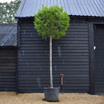 Carpinus betulus Fastigiata Ball | Common Hornbeam - 450cm, 130lt