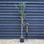 Crataegus Laevigata 'Rosea Flore Pleno' - Height170-190cm - 12lt