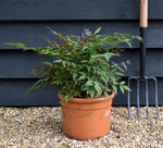 Nandina domestica Obsessed 'Heavenly Bamboo' Seika - Height 30-40cm - Width 30cm - 7.5lt