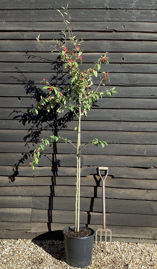 Cotoneaster 'Cornubia' - 170-270cm, 25lt
