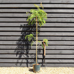 Sorbus aucuparia Chinese Lace | Rowan | Mountain Ash - Height 140-180cm - 12lt