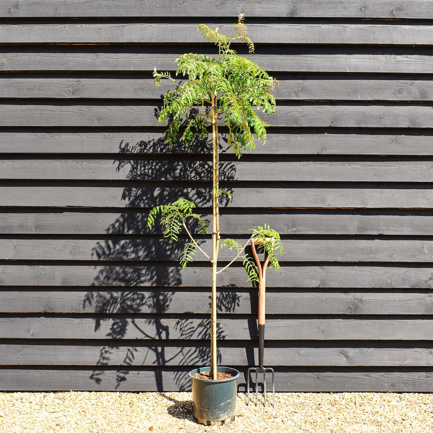 Sorbus aucuparia Chinese Lace | Rowan | Mountain Ash - Height 140-180cm - 12lt