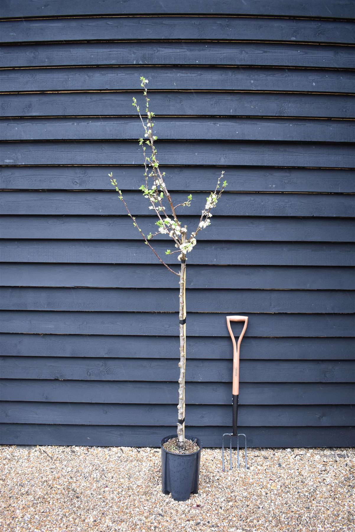 Prunus domestica 'Stanley' | Plum 'Stanley' - 150-200cm, 10lt