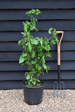 Corylus avellana 'Contorta' | Corkscrew Hazel - 80-100cm, 18lt