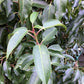 Prunus lusitanica 'Angustifolia' - 200-250cm - 110lt