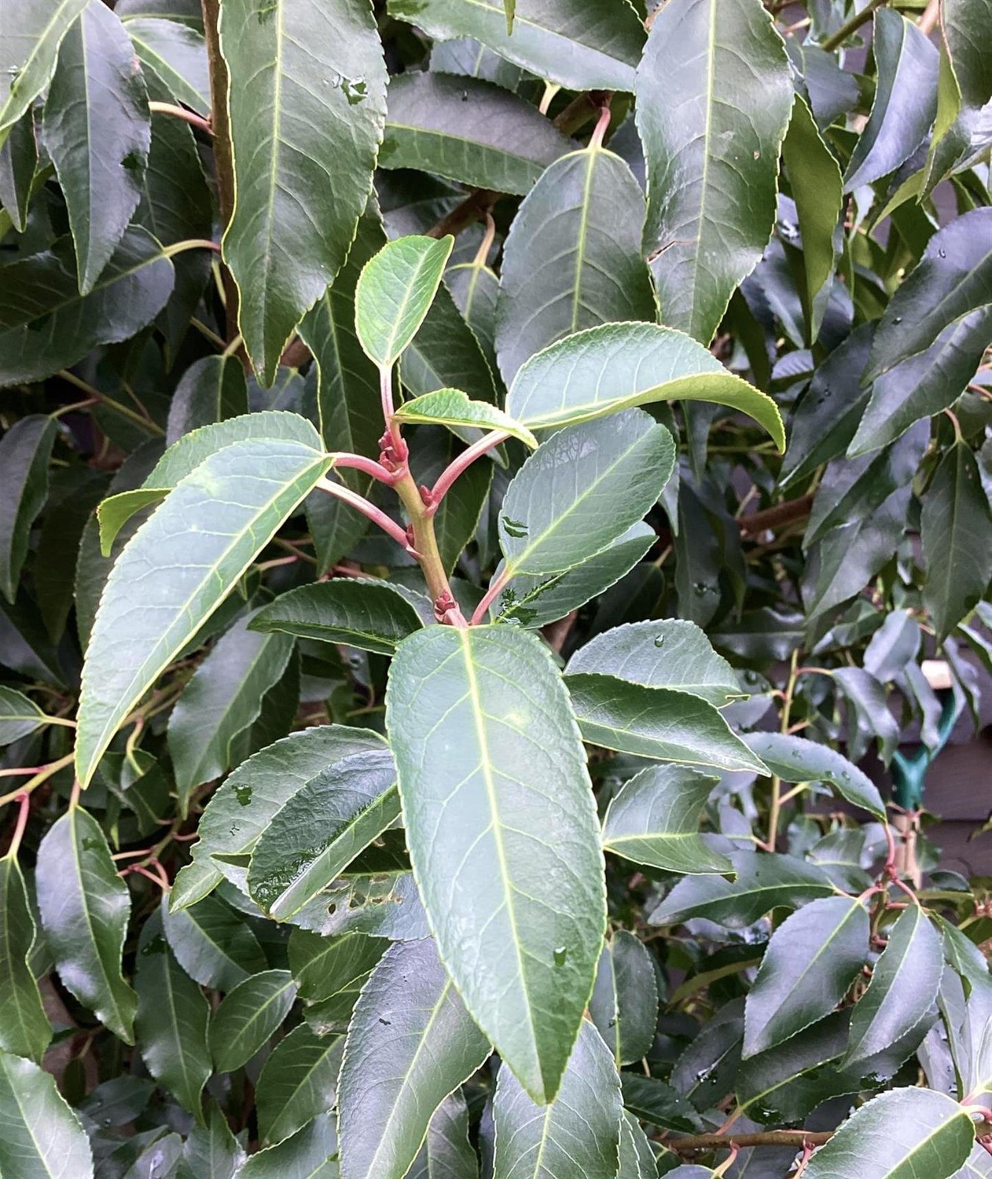 Prunus lusitanica 'Angustifolia' - 200-250cm - 110lt