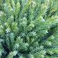 Cryptomeria japonica | Japanese Cedar - Bushy - 50-60 cm - 25lt