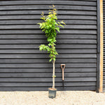 Prunus Amanogawa Japanese | Flagpole Cherry - Feathered - Height 160-200cm - 12lt