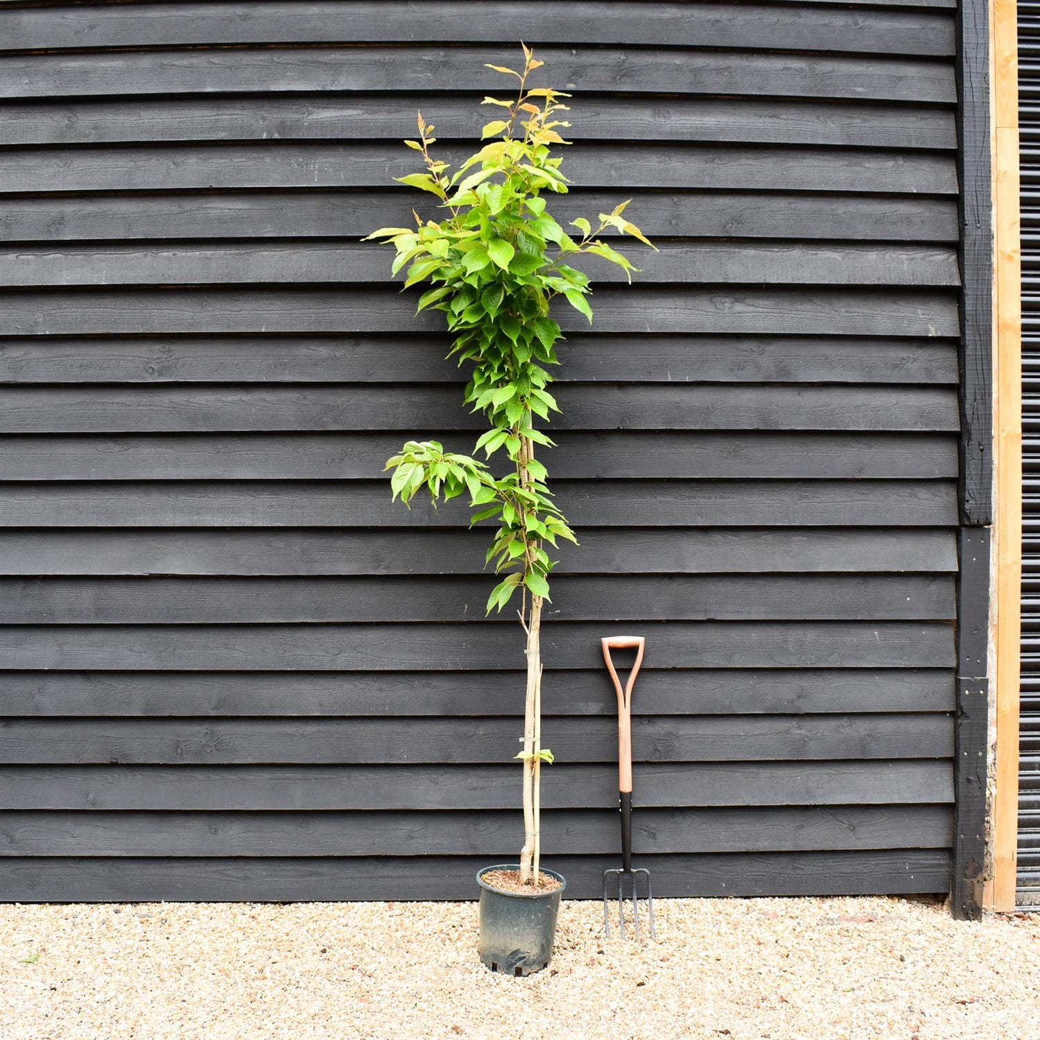 Prunus Amanogawa Japanese | Flagpole Cherry - 170-230cm, 10lt