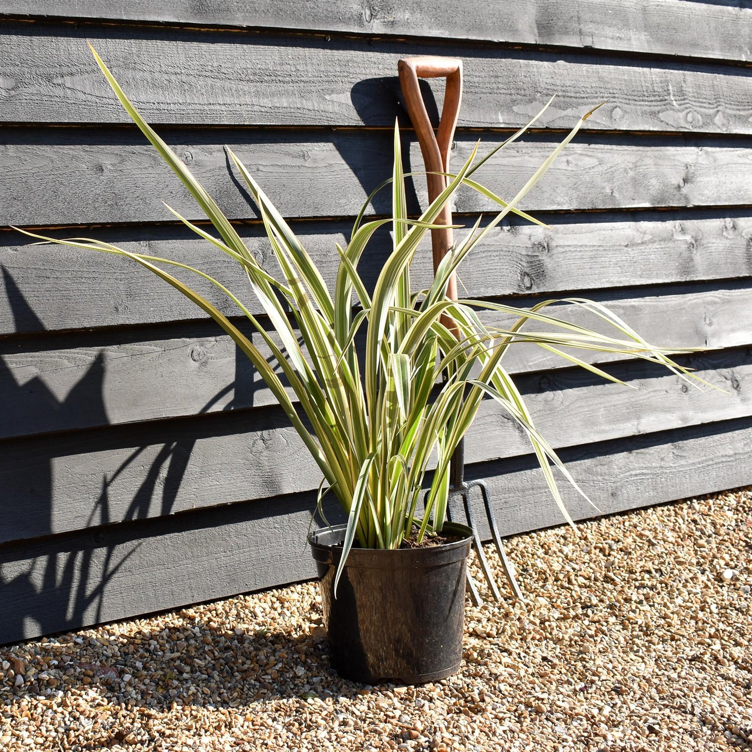 Phormium 'Tricolour' - Height 40-60cm - 7.5lt