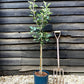 Apple tree 'Discovery' | Malus domestica - M26 - Dwarfing - 130-140cm - 10lt
