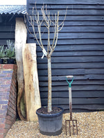 Pear tree 'Ercolini' | Pyrus communis - Girth 18-20cm - 220-240cm - 50lt