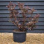 Loropetalum Fede - Shrub - Height 90-110cm - 40lt