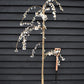 Prunus 'Snow Showers' | Weeping Cherry ‘Snow Showers’ - 200-250cm, 10lt