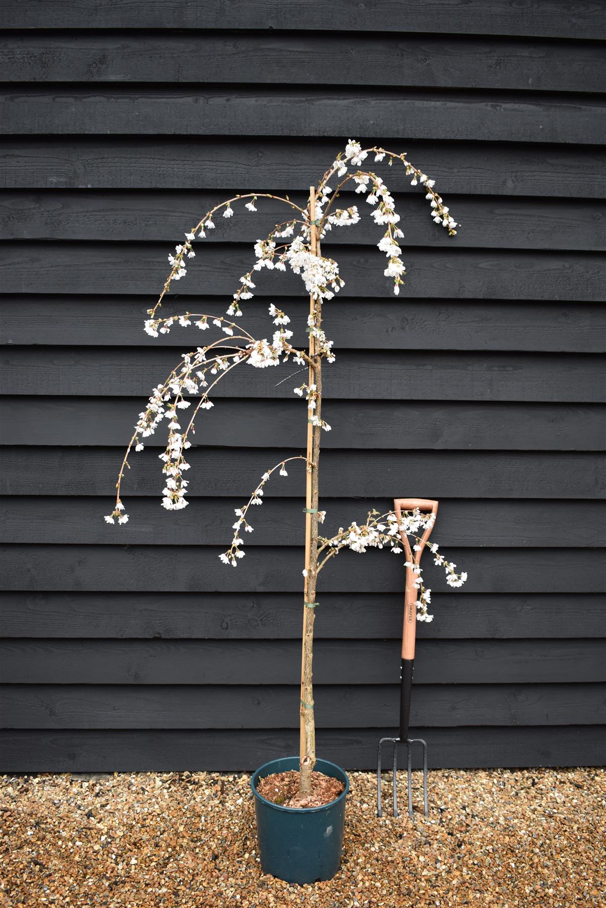 Prunus 'Snow Showers' | Weeping Cherry ‘Snow Showers’ - 200-250cm, 10lt