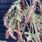 Taxodium distichum Pendula | Weeping Bald Cypress - Mature Tree - Girth - 25cm - Height 450cm - 110lt