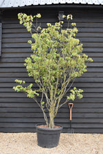 Cercis siliquastrum | Judas tree - 220-230cm, 130lt