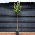 Photinia x fraseri Red Robin - Clear Stem - Girth 8-10cm - Height - 300-320cm - 70lt