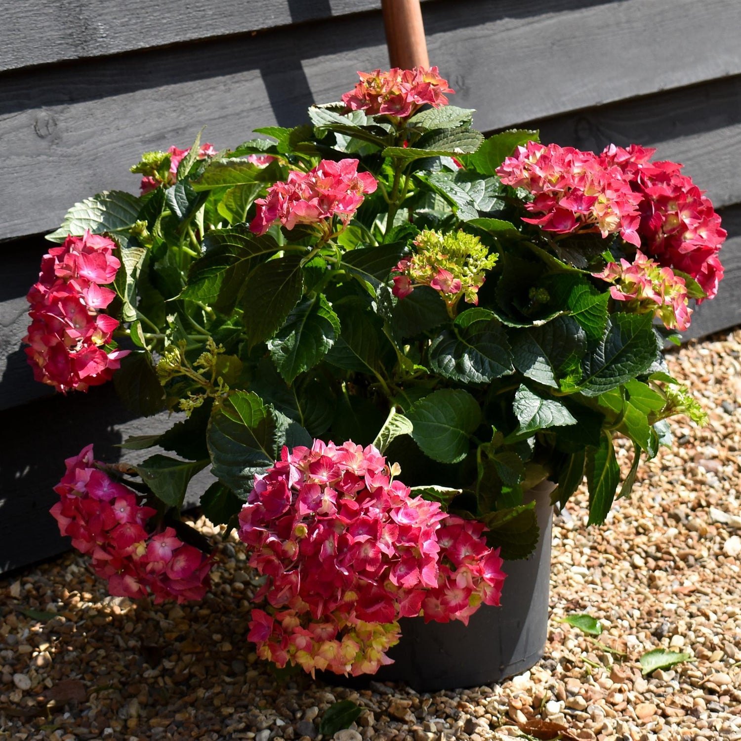 Hydrangea Original Mophead - Red | Red Hydrangea Height 30-40cm - Width 50cm - 12lt
