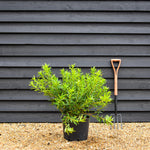 Daphne odora 'Perfume Princess' - Established - Height 60cm - Width 60cm - 20lt