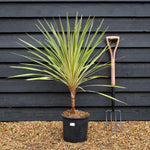 Cordyline - Torbay Dazzler - Stem 10cm - Height 70-80cm - 10lt