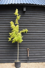 Robinia Pseudoacacia Frisia | Black Locust - Girth 6-8cm - Height 250-300cm - 15lt