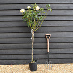 Rose 'Giallo Sfumato' - Clear Stem 80-90cm - Height 130-160cm - 18lt