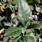 Trachelospermum jasminoides | Star Jasmin - Metal Frame/Espalier - Height 110cm - Width 50cm - 18lt