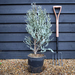 Eucalyptus gunnii 'Azura' | Cider Gum Shrub - Bushy - Height 80-90cm - 10lt