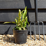 Asplenium scolopendrium - Fern - Height 20-30cm - 2lt