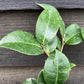 Camellia japonica 'Lady Vansittart' - Shrub - 3lt