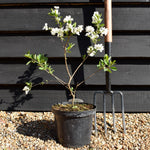 Exochorda x macrantha 'Niagara' - Height 30-40cm - 4lt