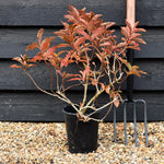 Weigela Towers of Flowers Apple Blossom - Height 35-40cm - 3lt