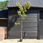 Albizia julibrissin 'Ombrella' | Silk Tree - Clear Stem - Height 300-420cm - Girth 6-10cm - 20lt