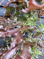 Fagus Sylvatica Purpurea | Copper Beech - Height 110-130cm - 12lt