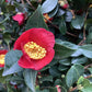 Camellia sasanqua Yuletide - Large Bushy - Height 250cm Width 120cm - 130lt