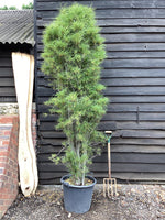 Fine Line Buckthorn | Fine Line Buckthorn - 250-300cm, 70lt