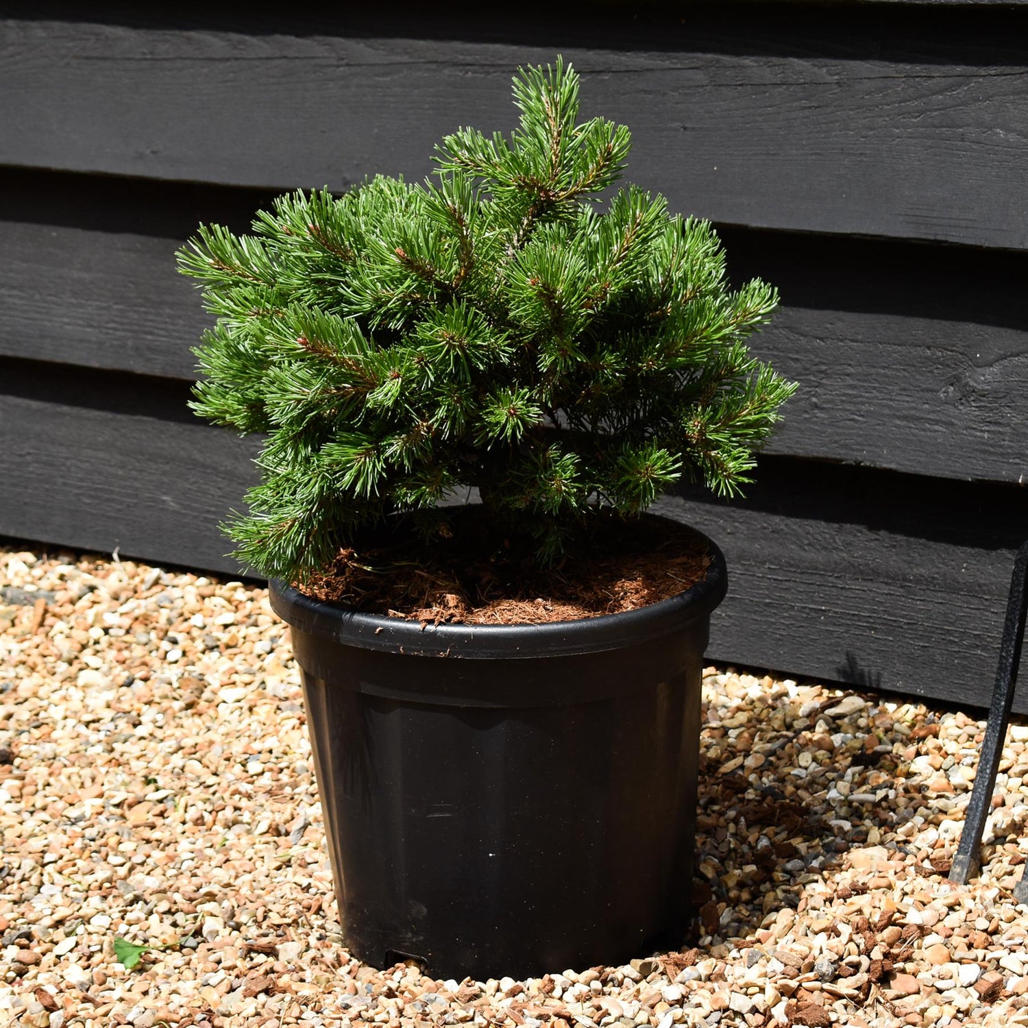 Pinus mugo 'Klostergrun' - Height 20-30cm - Width 30-40cm 11lt