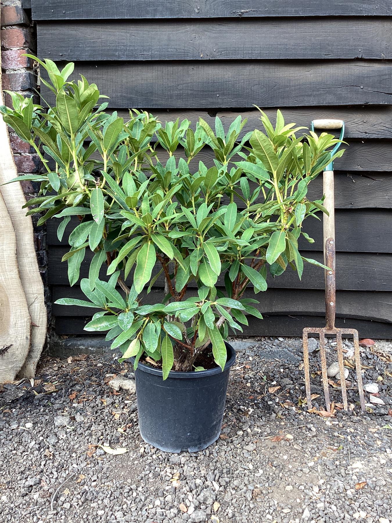 sansevieria african spear African Spear Plant 'Sansevieria cylindrica' - Shop Online main image 1