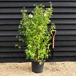 Hibiscus syriacus 'White Chiffon' - White Flower - Bushy Shrub - Height 120-150cm - 25lt