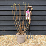 Syringa vulgaris 'Violetta' | lilac 'Violetta' - Height 80-100cm - 10lt