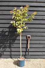 Prunus Shirofugen | Cherry 'Fugenzo' - Height 140-160cm - 10lt