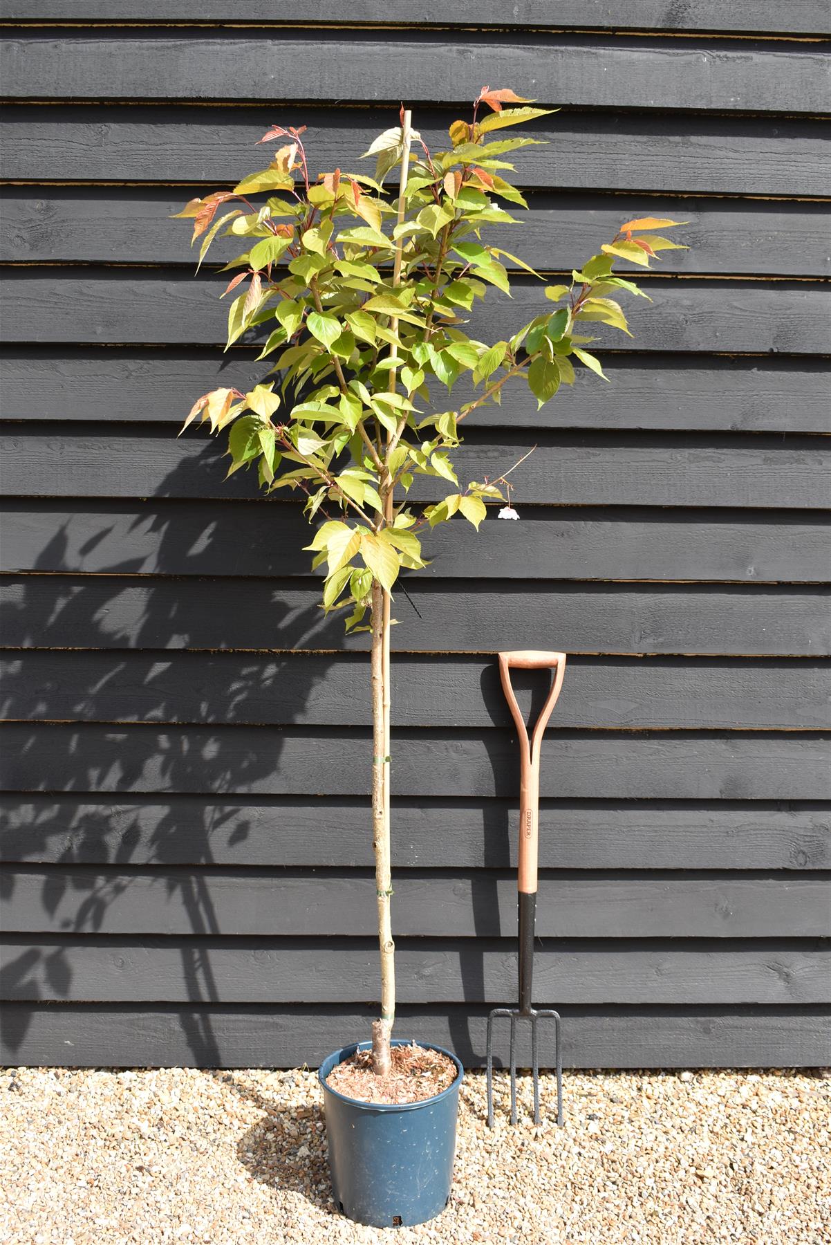 Prunus Shirofugen | Cherry 'Fugenzo' - Height 140-160cm -  10lt