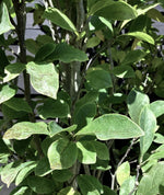 Magnolia Susan - Clear Stem - 210-225cm - 35lt