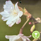 Prunus Subhirtella Autumnalis | Winter-Flowering Cherry - Girth 23cm - Height 400cm - 180lt