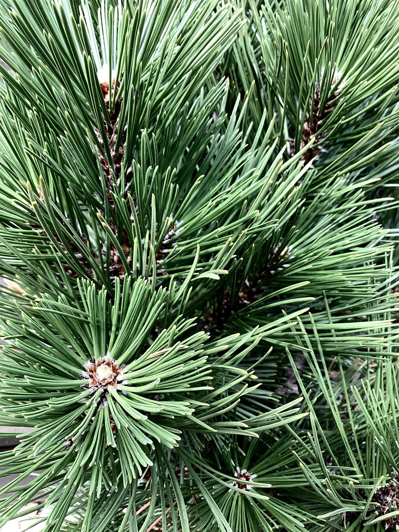 Pinus leucodermis 'Malinki' | Pinus leucodermis 'Malinki' - Height - 40-50cm - Width 35-40cm - 11lt