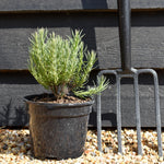 Lavandula stoechas Papillion | French Lavender - 10-30cm, 3lt